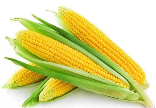 微量元素分析仪品牌玉米的好处你又知道哪些呢？